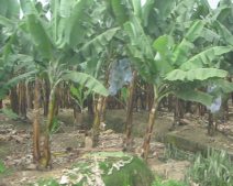 Panamericana en Ecuador del Sur entre Huaquillas y
              Guayaquil, plantaci�n de bananas (bananos, pl�tanos) (03)