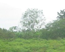 Panamericana en Ecuador del Sur entre
                          Huaquillas y Guayaquil, plantaci�n de caf�