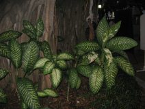 Guayaquil, malec�n 2000, grupo de plantas
                        con plantas de la jungla, primer plano