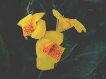 Guayaquil, malecn 2000, flor
                                  amarilla