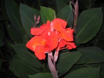 Guayaquil, Promenade 2000, Blume
                                  in Rot