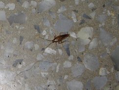 Hostal Berlin, una cucaracha en el piso de
                        brecha