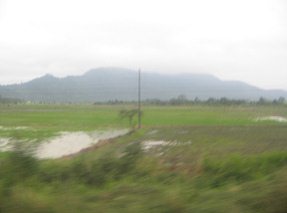 Reisfeld mit Urwaldbergen zwischen Gen.
                        Pedro Montero und Puerto Inca