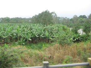 Naranjal-Machala: plantacin de bananos
                          (carretera nacional no. 25)