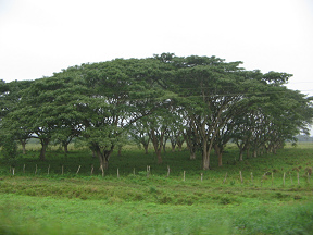 Naranjal-Machala, grupo de rboles como
                          un techo