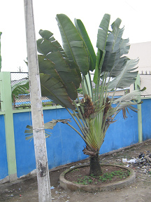 Naranjal-Machala, pasaje de un pueblo,
                          palmeras como faroles, primer plano