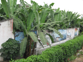 Ortsdurchfahrt vor Machala, Mauerbilder mit
            Bananenplantage hinten dran