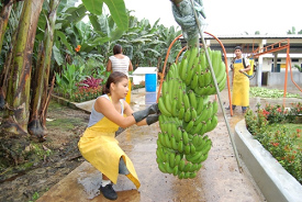 Praktikumsschler arbeiten in einer
                          Bananenplantage in der Provinz "El
                          Oro" in Ecuador