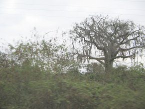 Panamericana zwischen Machala und
                          Huaquillas, Baumgestalt 01