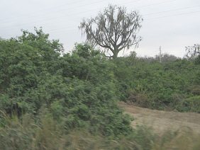 Panamericana zwischen Machala und
                          Huaquillas, Baumgestalt 02
