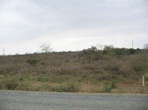 Panamericana zwischen Machala und
                          Huaquillas, tropische Steppe