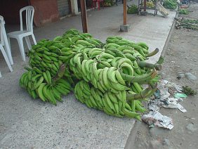 Zwei grosse Bananenstauden auf einem Trottoir in
            Machala [4].