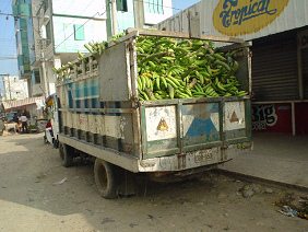 Machala, Bananenstauden auf
                                      einem Lastwagen [4]