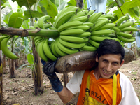 Ein
                          Bananenarbeiter mit einer Bananenstaude auf
                          der Schulter, Ecuador
