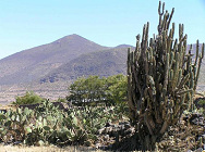 Feigenkakteenwald auf den Ruinen der
                          Huari / Wari