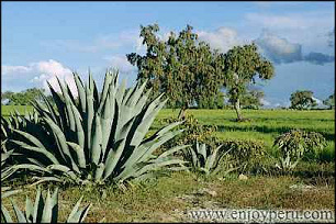 Huanta: Im diesem Tal existiert eine
                          pr�chtige Flora und Fauna, hier Felder und
                          B�ume