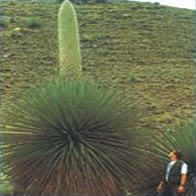 Titankayoq (Puya de Raymondi):
                Gr�ssenvergleich 01