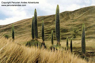 Kakteenpark von Titankayoq
                        (Raymondi-Lanzenspitzen), Beispiele