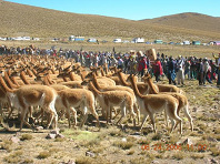 Vikunias 2 mit Scherentanz