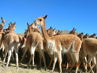 Vikunias 3, Nahaufnahme