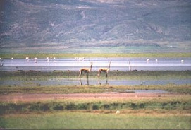 Laguna Parinacochas mit Vikunias und
                      Flamingos