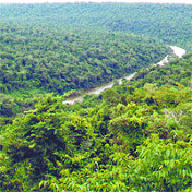 Pichari,
                      Urwald