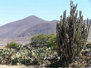Feigenkakteenwald auf den Ruinen der
                          Huari / Wari