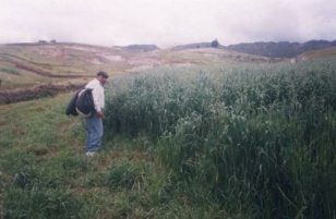 Campo de
                      avena