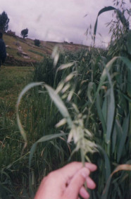 Avena, primer plano (lamentablemente la foto
                      es mala)