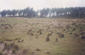 Pradera con bosquecillo al horizonte