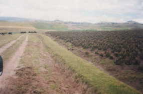 Camino con cuneta primitiva y reba�o de vaca
                      al fondo