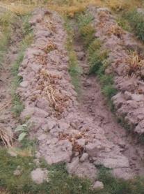 Erfrorenes Kartoffelfeld