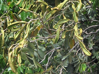 Jir�n Raimondi, hojas del �rbol