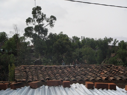 Mascotas en el techo