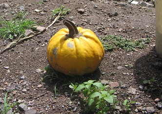 Calabaza / zapallo