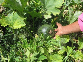 Pepino en el jard�n