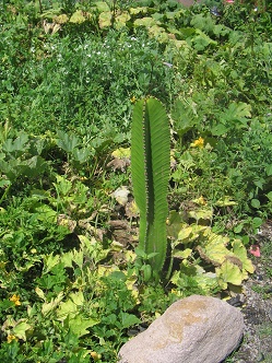 Cacto en el jard�n