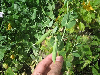 Fr�joles en el jard�n