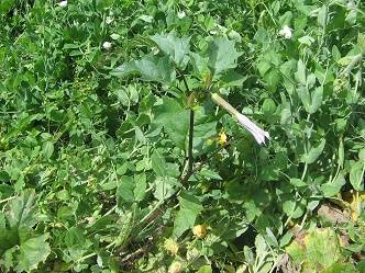 Arvejas en el jard�n