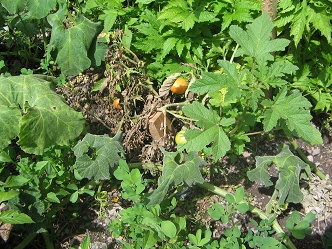 Tomates en el jard�n