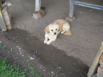 El perrito de la familia Sosa