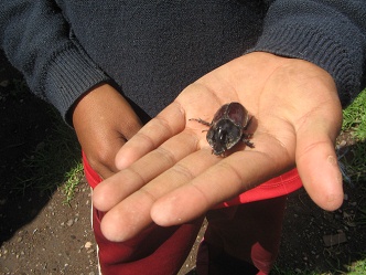 El
                        escarabajo se mueve 01