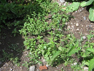 Hierba de
                        cocina 01