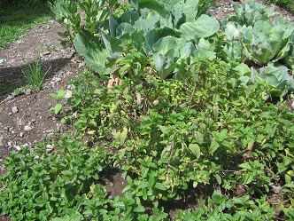 Hierba de
                        cocina 02