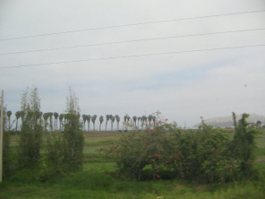 Panamericana en la llanura, hilera de
                          palmeras