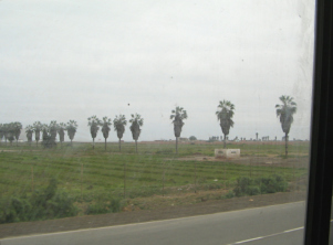 Panamericana en la llanura, otra hilera
                          de palmeras