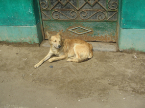 Chilca, perro tranquilo en una puerta Chilca, perro tranquilo en una puerta