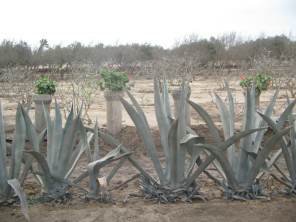 Chilca, cactos a lado del camino