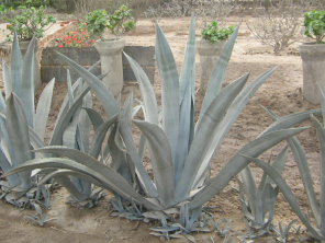 Chilca, cactos a lado del camino, vista
                          de cerca