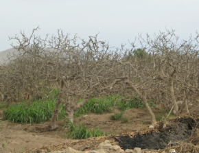 Chilca, culturas de higos 01